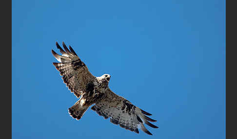 Rauhfußbussard (Buteo lagopus)