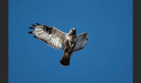 Rauhfußbussard (Buteo lagopus)