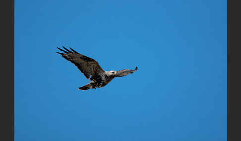 Rauhfußbussard (Buteo lagopus)