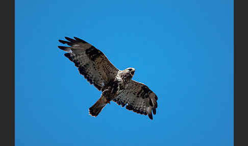 Rauhfußbussard (Buteo lagopus)