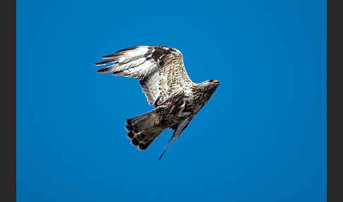 Rauhfußbussard (Buteo lagopus)