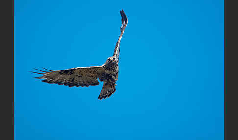 Rauhfußbussard (Buteo lagopus)