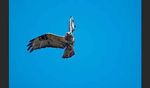 Rauhfußbussard (Buteo lagopus)