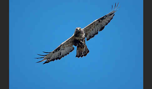 Rauhfußbussard (Buteo lagopus)