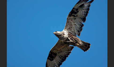 Rauhfußbussard (Buteo lagopus)