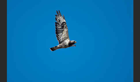 Rauhfußbussard (Buteo lagopus)