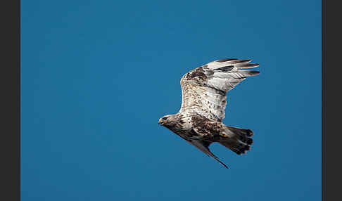 Rauhfußbussard (Buteo lagopus)