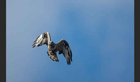 Rauhfußbussard (Buteo lagopus)