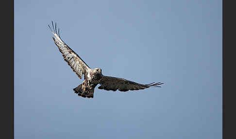 Rauhfußbussard (Buteo lagopus)