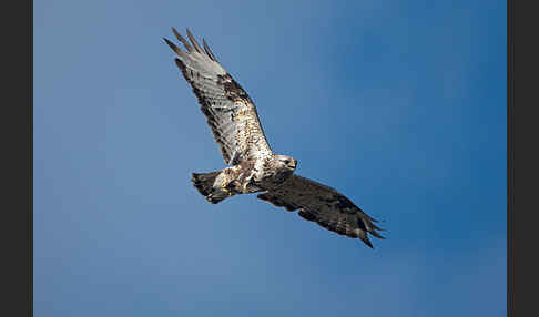 Rauhfußbussard (Buteo lagopus)