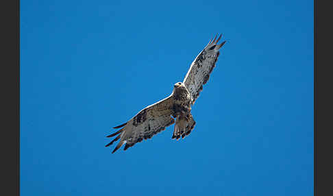 Rauhfußbussard (Buteo lagopus)