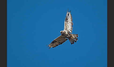 Rauhfußbussard (Buteo lagopus)