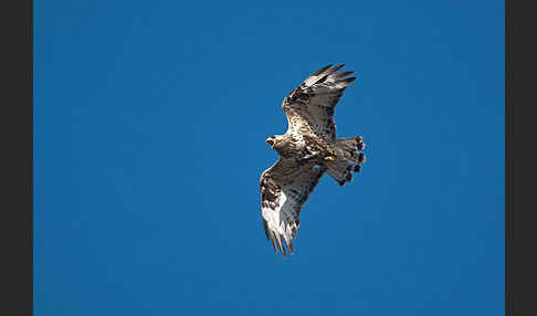 Rauhfußbussard (Buteo lagopus)