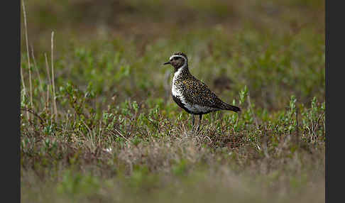 Goldregenpfeifer (Pluvialis apricaria)