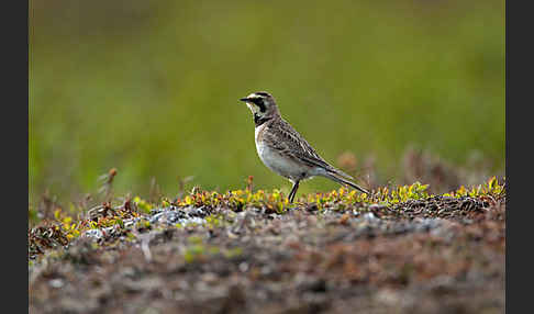 Ohrenlerche (Eremophila alpestris)