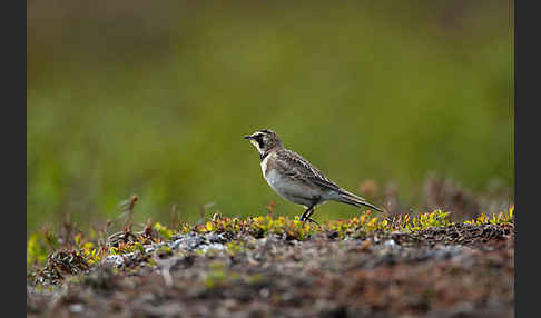 Ohrenlerche (Eremophila alpestris)