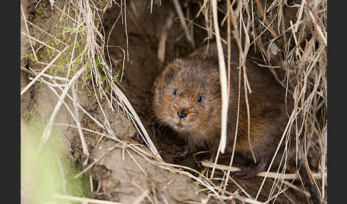 Schermaus (Arvicola terrestris)