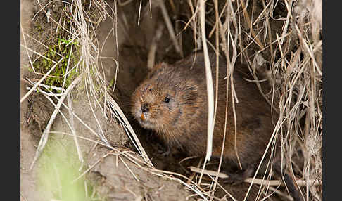 Schermaus (Arvicola terrestris)