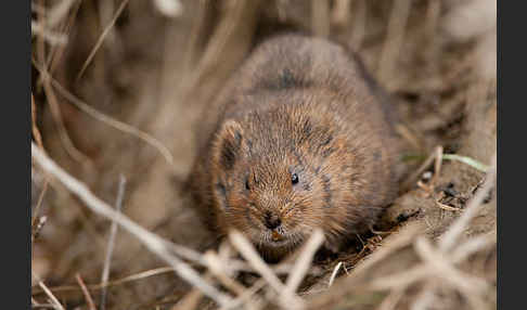 Schermaus (Arvicola terrestris)