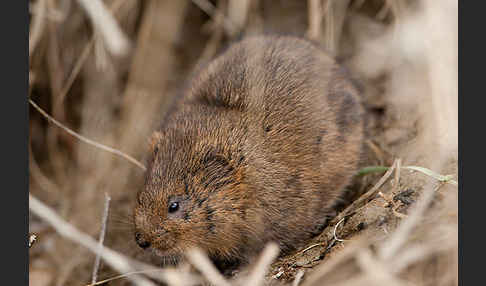 Schermaus (Arvicola terrestris)