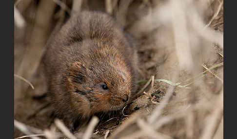 Schermaus (Arvicola terrestris)