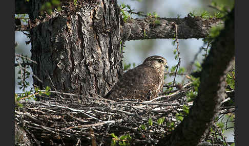 Merlin (Falco columbarius)