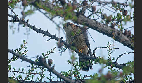 Merlin (Falco columbarius)