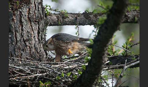 Merlin (Falco columbarius)