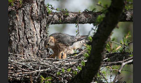 Merlin (Falco columbarius)