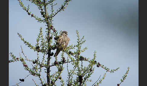 Merlin (Falco columbarius)