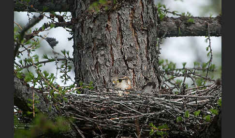 Merlin (Falco columbarius)