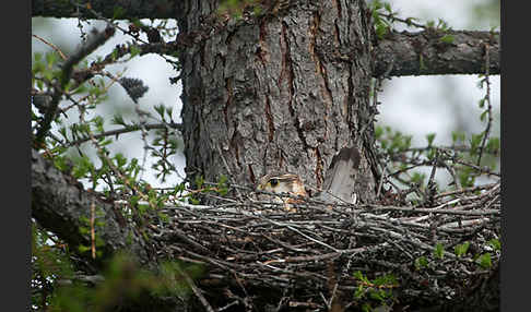 Merlin (Falco columbarius)