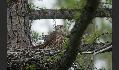 Merlin (Falco columbarius)