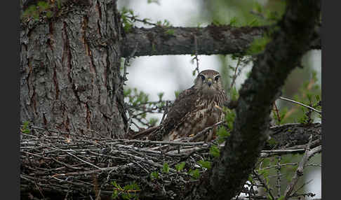 Merlin (Falco columbarius)