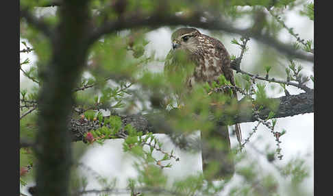 Merlin (Falco columbarius)