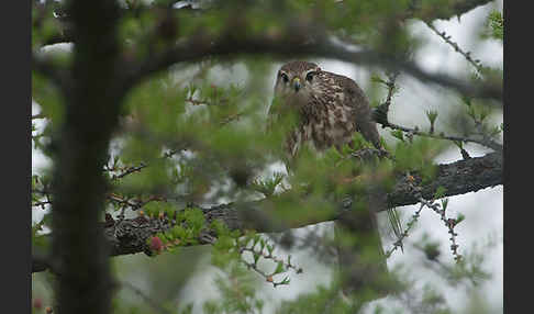 Merlin (Falco columbarius)