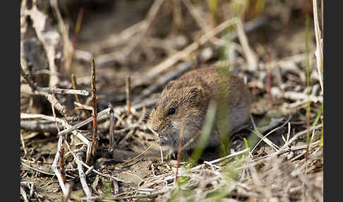 Sibirischer Lemming (Lemmus sibiricus)