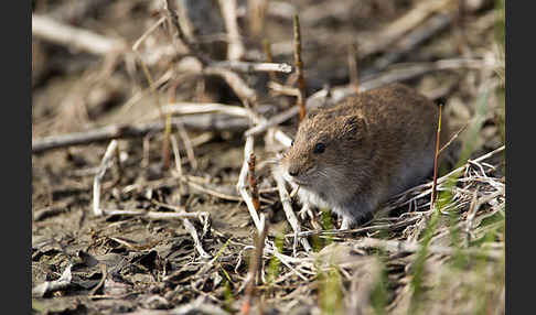 Sibirischer Lemming (Lemmus sibiricus)