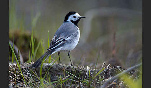 Bachstelze (Motacilla alba)