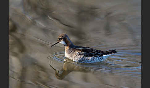 Odinshühnchen (Phalaropus lobatus)