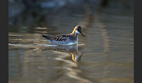 Odinshühnchen (Phalaropus lobatus)