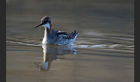 Odinshühnchen (Phalaropus lobatus)