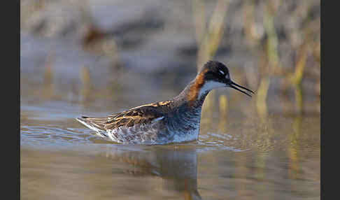 Odinshühnchen (Phalaropus lobatus)