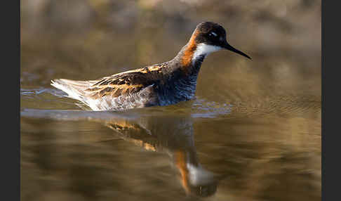 Odinshühnchen (Phalaropus lobatus)