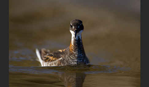 Odinshühnchen (Phalaropus lobatus)