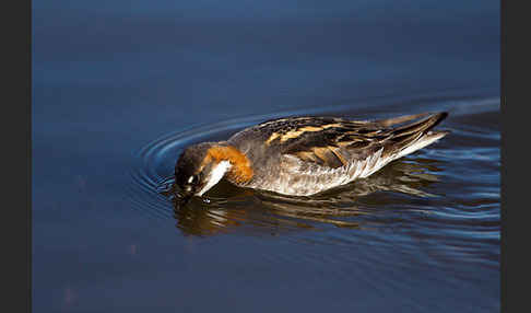 Odinshühnchen (Phalaropus lobatus)