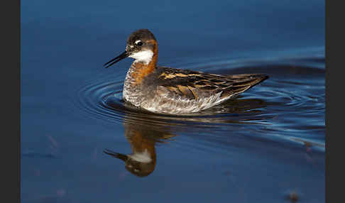 Odinshühnchen (Phalaropus lobatus)