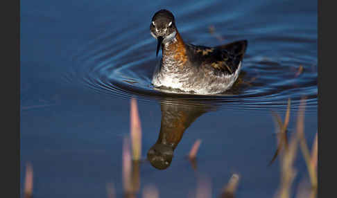 Odinshühnchen (Phalaropus lobatus)