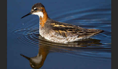 Odinshühnchen (Phalaropus lobatus)