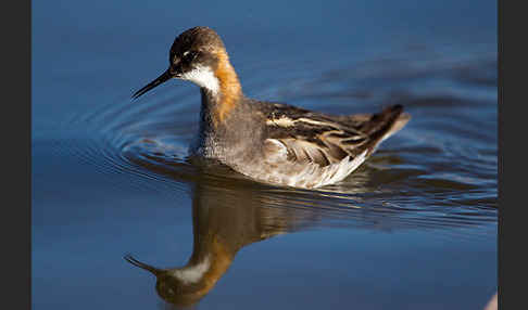 Odinshühnchen (Phalaropus lobatus)